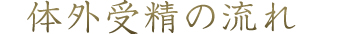 顕微授精・体外受精の流れ